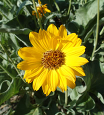 wildflower in bloom